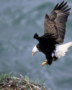 Eagle landing on nest